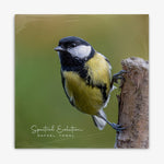 Rafael Toral 'Spectral Evolution' LP cover