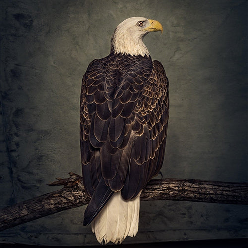 CLUTCH 'Book Of Bad Decisions' LP Cover