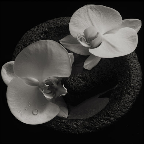 MIKE PATTON & JEAN-CLAUDE VANNIER 'Corpse Flower' LP Cover