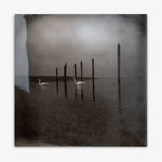 OM 'Conference of the Birds' LP cover