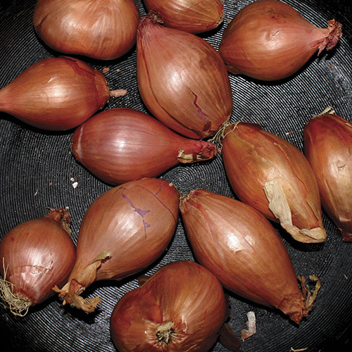 TY SEGALL 'Fried Shallots' EP Cover